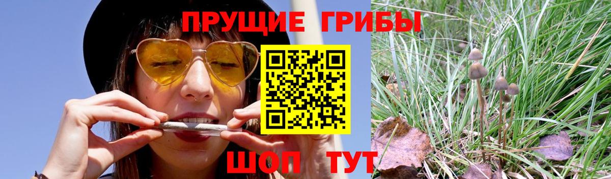 Псилоцибиновые грибы Psilocybine cubensis Лениногорск